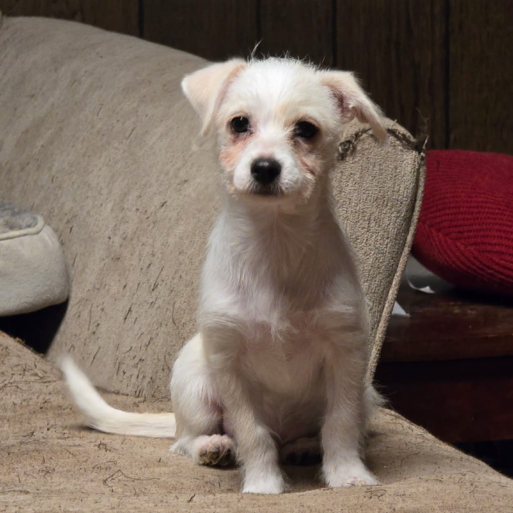 Photo of Grits, adoptable Chihuahua / Mixed Breed (Small) in Fairfax Station, Virginia