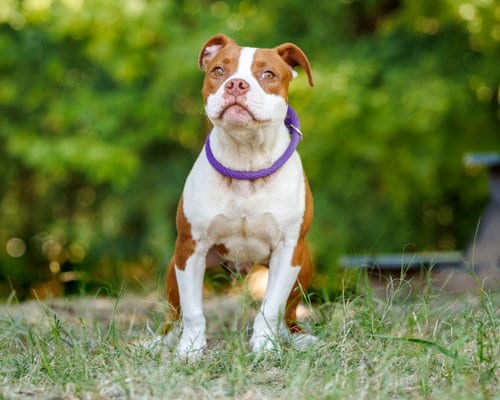 Photo of Turks, adoptable Unknown breed in Durham, North Carolina
