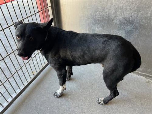 Photo of Stanley, adoptable Border Collie in Lancaster, California