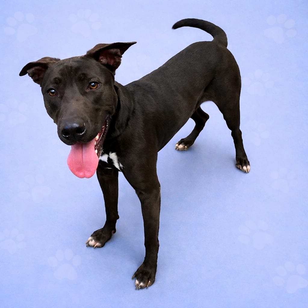 Photo of Midnite, adoptable Mixed Breed (Large)