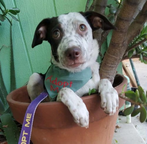 Photo of Nod, adoptable Pointer in Fresno, California