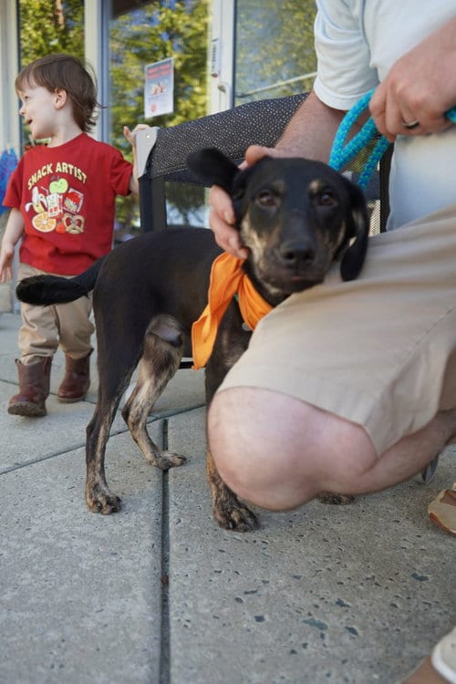 Photo of Wood - Life of a Showgirl Litter, adoptable Labrador Retriever in Holly Springs, North Carolina