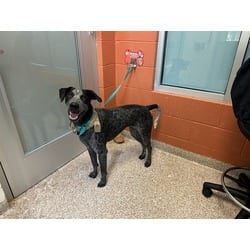 Photo of Winston, adoptable German Shorthaired Pointer Australian Cattle Dog in Pueblo, Colorado