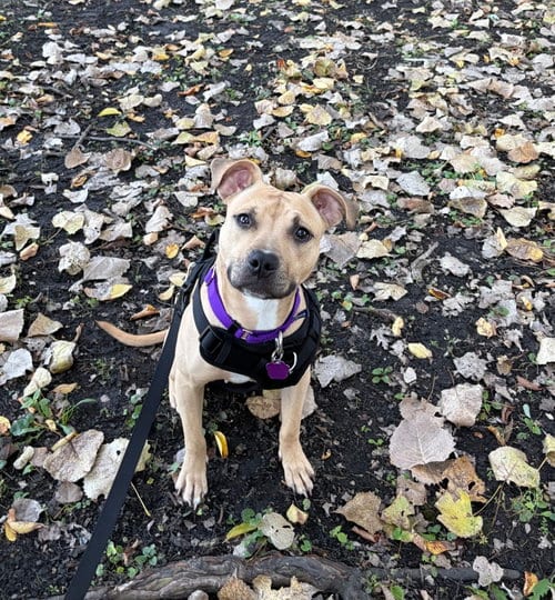 Photo of Poppyseed, adoptable Pit Bull Terrier in Crete, Illinois