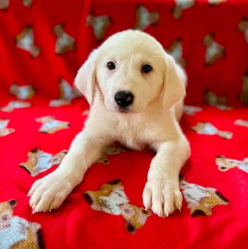 Photo of Spice Pups : Parsley, adoptable Great Pyrenees in Osgood, Indiana