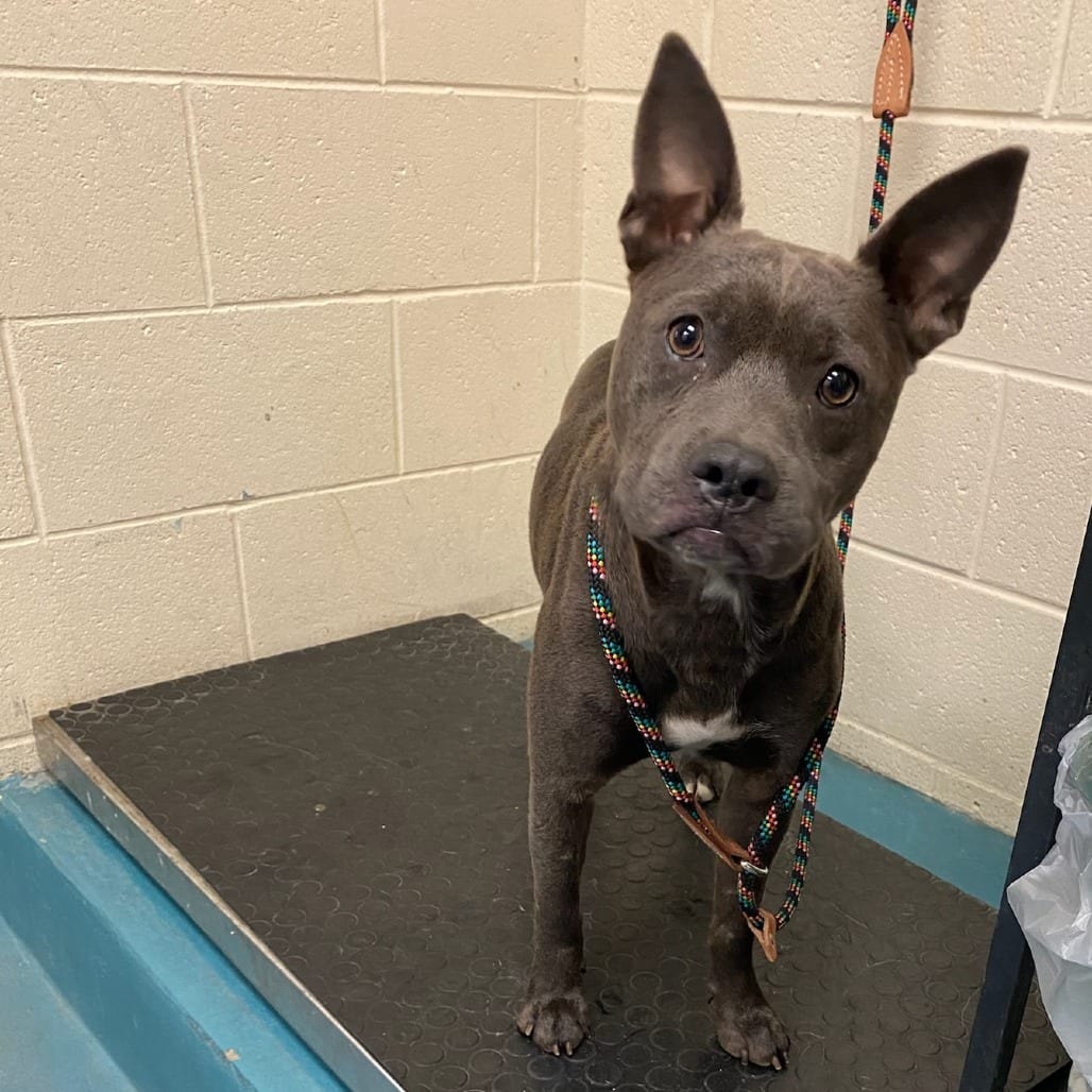 Photo of Elvis, adoptable dog