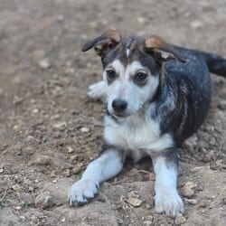 Photo of Elowen AL, adoptable Husky Mixed Breed (Medium) in Everett, Washington