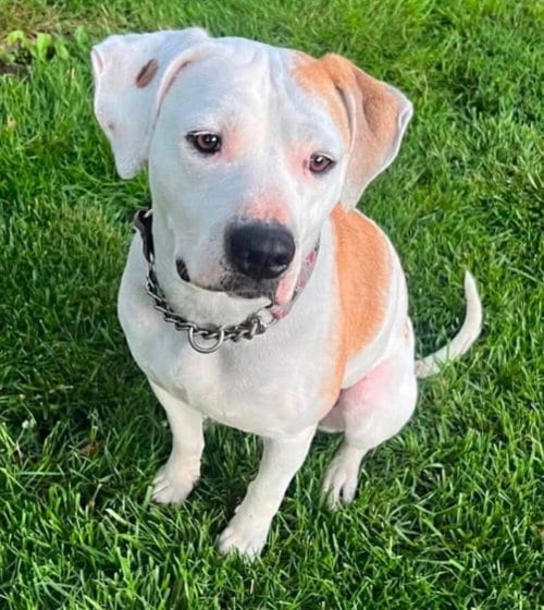 Photo of Kimba, adoptable Hound in Germantown, Ohio