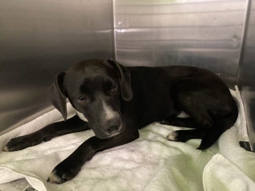 Photo of Thomas, adoptable Labrador Retriever in Los Angeles, California
