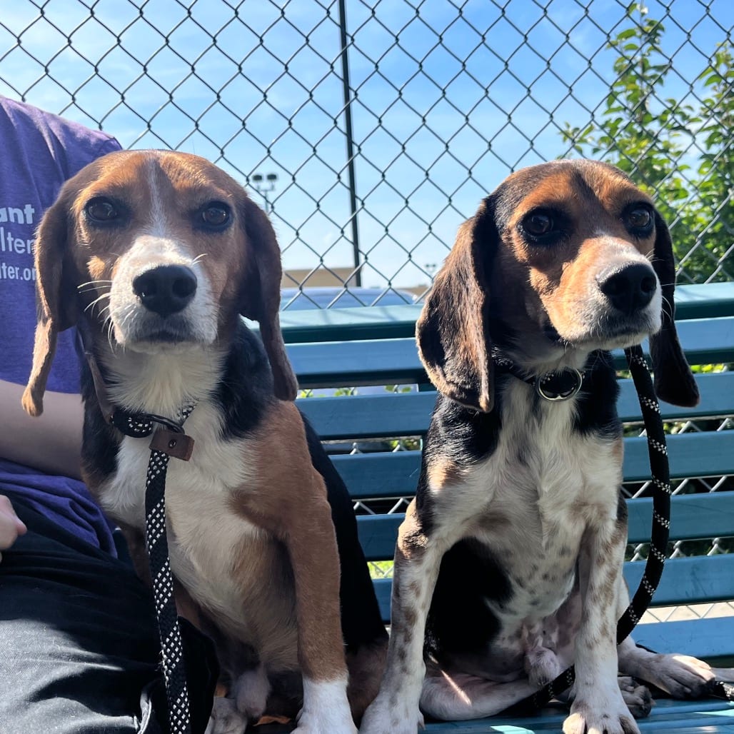 Photo of Ravioli, adoptable Beagle in East Hanover, New Jersey