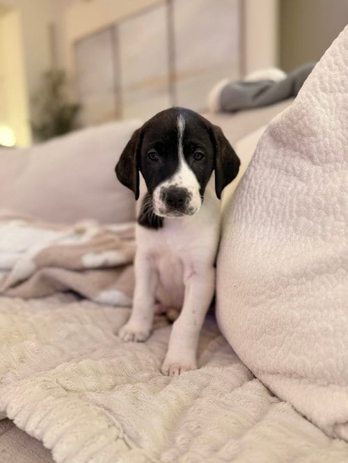 Photo of Chucky - Halloween Litter, adoptable Anatolian Shepherd in Holly Springs, North Carolina