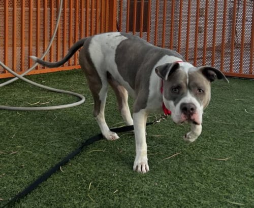 Photo of Butcher, adoptable Pit Bull Terrier in Las Vegas, Nevada