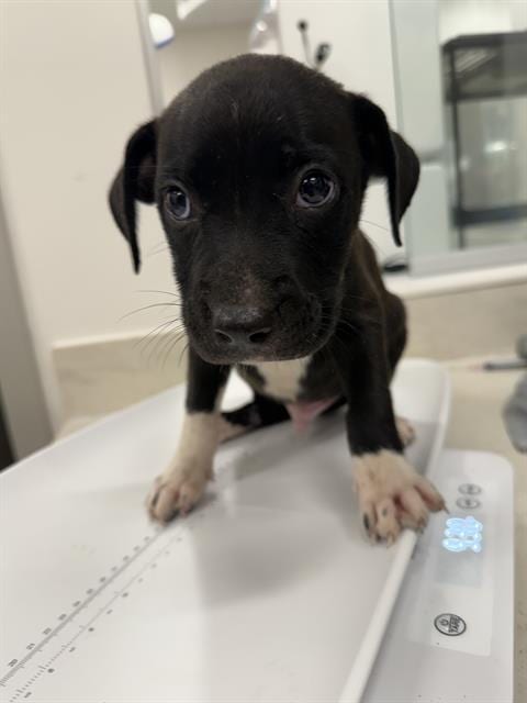 Photo of Newt, adoptable Pit Bull Terrier in Baytown, Texas