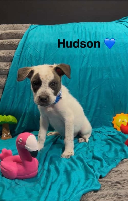 Photo of Hudson, adoptable Cattle Dog in Turlock, California