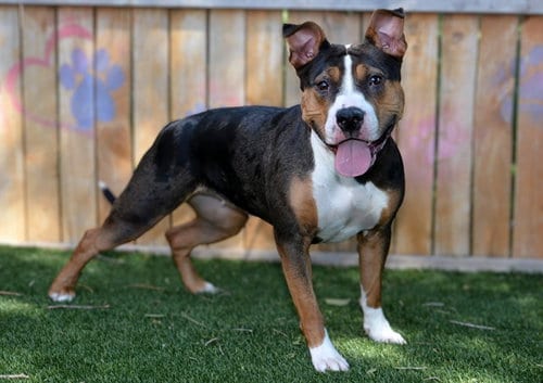 Photo of Butter, adoptable Pit Bull Terrier in West Valley, Utah