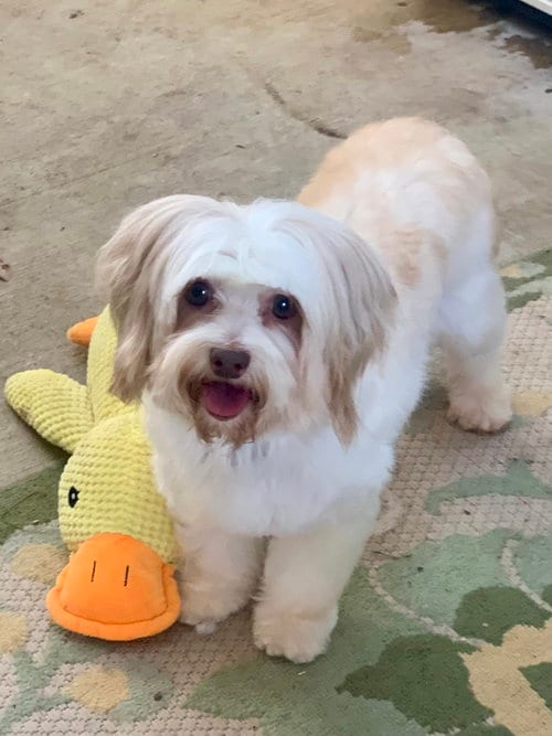 Photo of Macie, adoptable Shih Tzu in Santa Clarita, California