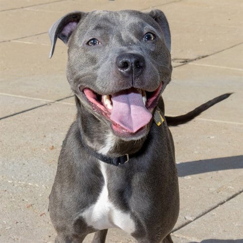 Photo of Sweetie, adoptable Pit Bull Terrier in St Louis, Missouri