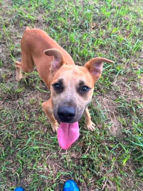 Photo of Simon, adoptable Terrier in Abbeville, Louisiana