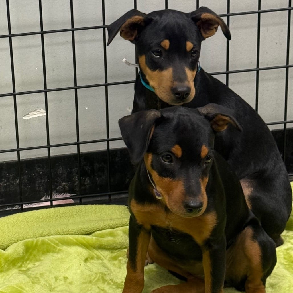 Photo of Klark, adoptable Terrier, Rat / Terrier, Jack Russell in Normal, Illinois