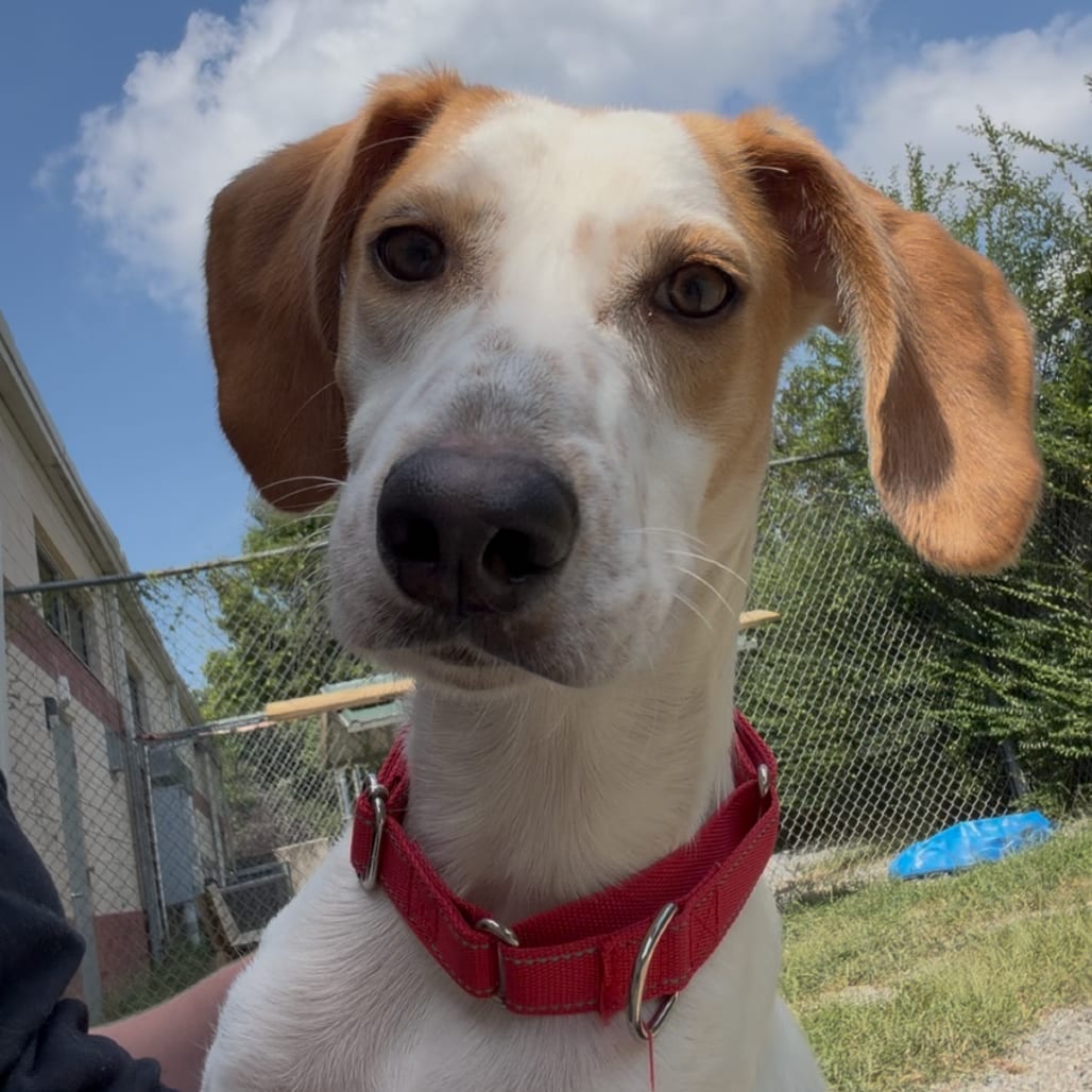 Photo of Vanilla Bean, adoptable Mixed Breed (Medium) in Fredericksburg, Virginia