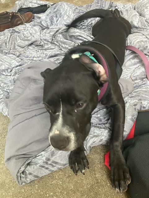Photo of Love, adoptable American Staffordshire Terrier in Dallas, Texas
