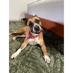 Photo of Mulata, adoptable Terrier (Unknown Type, Medium) in Doral, Florida