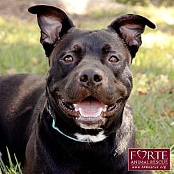 Photo of Milo, adoptable American Staffordshire Terrier in Marina del Rey, California