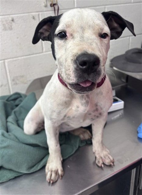 Photo of Slick, adoptable Pit Bull Terrier in San Bernardino, California