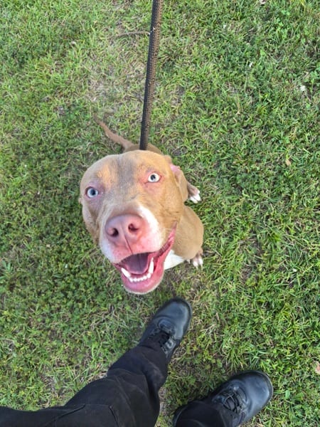 Photo of Sinatra, adoptable Pit Bull cross in Lawrenceville, Georgia