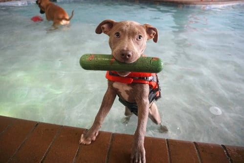 Photo of Salsa, adoptable Pit Bull Terrier in Saint Augustine, Florida