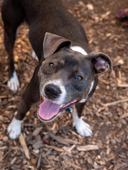 Photo of Reality, adoptable dog in Chamblee, Georgia