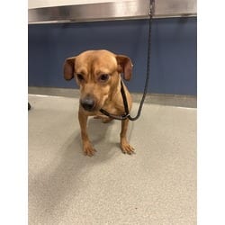 Photo of Chance, adoptable Terrier (Unknown Type, Medium) in Doral, Florida
