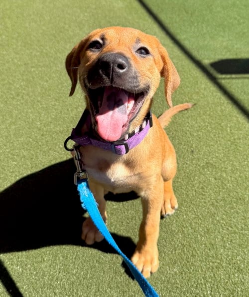 Photo of Sammy, adoptable Hound in Gilberts, Illinois