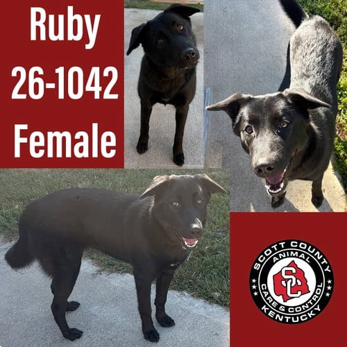 Photo of Ruby, adoptable Shepherd in Georgetown, Kentucky
