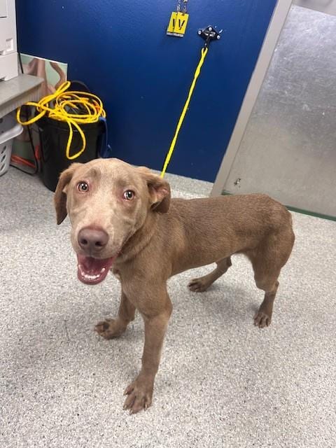Photo of Buddy, adoptable Weimaraner in Pasadena, Texas