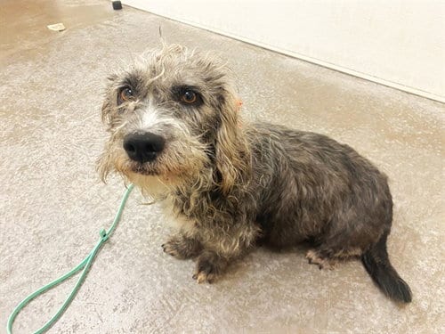Photo of Caboodle, adoptable Dachshund in Phoenix, Arizona