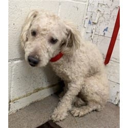 Photo of Rowan, adoptable Maltese in San Bernardino, California