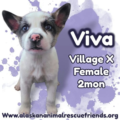Photo of Viva, adoptable Husky in Anchorage, Alaska