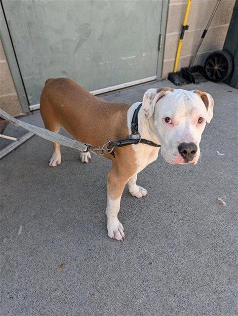 Photo of Noodle, adoptable Pit Bull Terrier in Sacramento, California