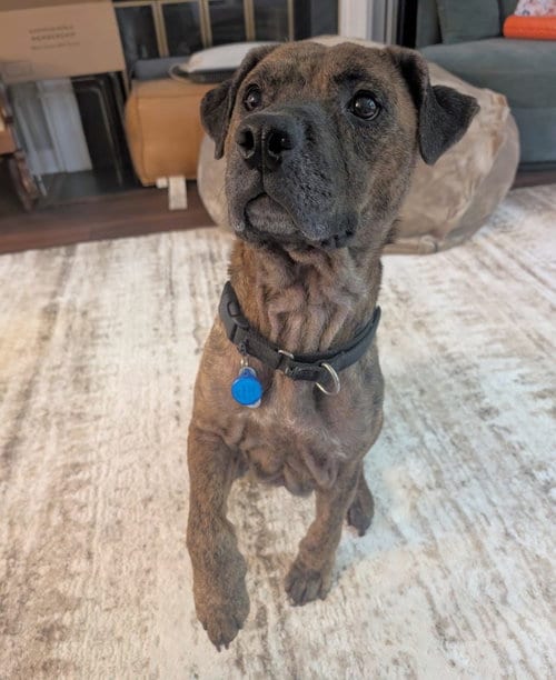 Photo of Melinda, adoptable Unknown breed in Durham, North Carolina