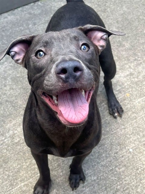 Photo of Riva, adoptable American Pit Bull Terrier in Chicago, Illinois