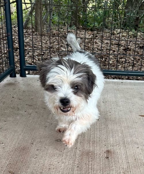Photo of Louie, adoptable Shih Tzu in Oak Bluffs, Massachusetts