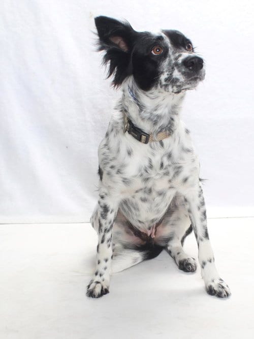 Photo of Harriett, adoptable Australian Cattle Dog/Blue Heeler in Burbank, California