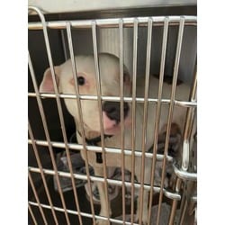 Photo of Tofu, adoptable American Pit Bull Terrier in Baton Rouge, Louisiana