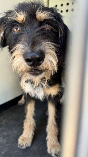Photo of Senior Terrier, adoptable Terrier in Bakersfield, California
