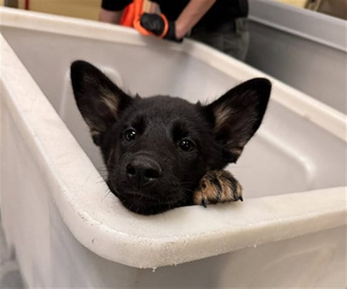 Photo of Comet, adoptable German Shepherd Dog in Orange, California
