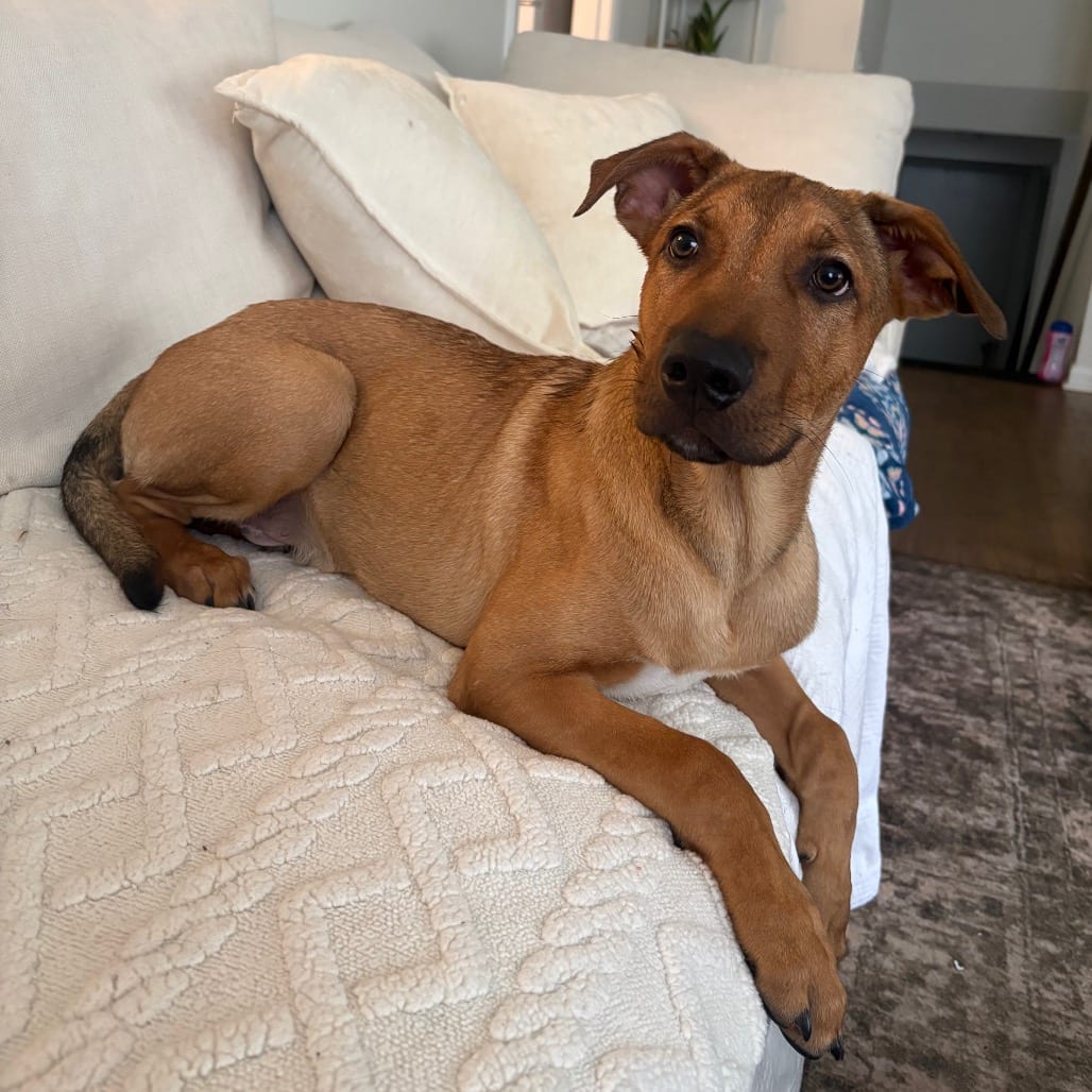 Photo of Abe, adoptable Mixed Breed (Medium)