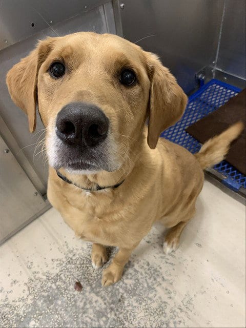 Photo of Floki George, adoptable Labrador Retriever in Fairbanks, Alaska