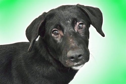 Photo of Chevy, adoptable Labrador Retriever in Ft Lauderdale, Florida