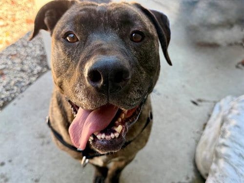 Photo of Gordo, adoptable Pit Bull Terrier in Santa Rosa, California